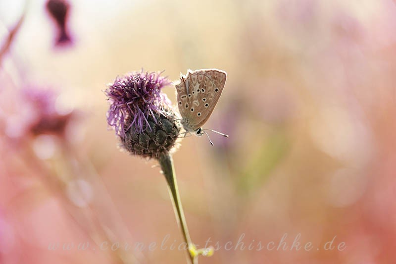 butterflies